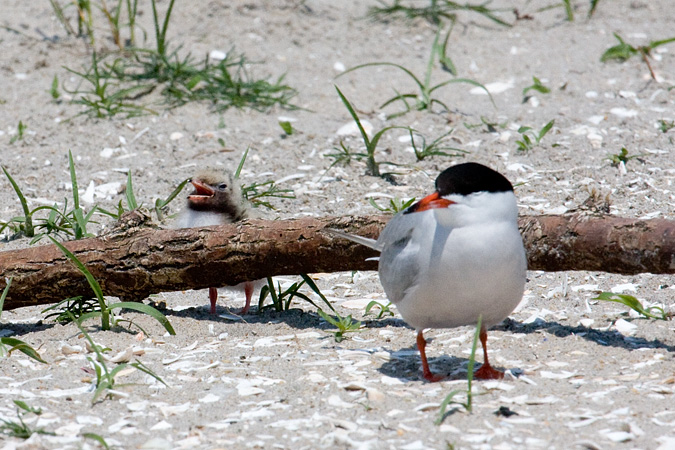 Common Tern With Chick - Breezy Point, Gateway NRA, New York