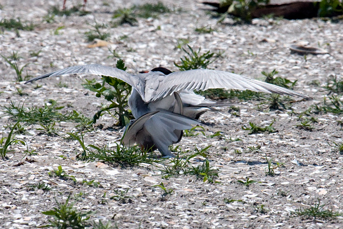 Copulating Common Terns - Breezy Point, Gateway NRA, New York