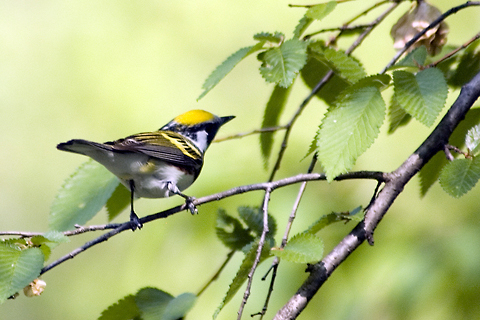 Chestnut-sided Warbler, Prospect Park, Brooklyn, New York