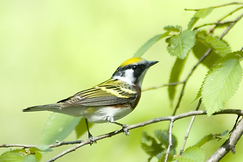 Chestnut-sided Warbler, Prospect Park, Brooklyn, New York