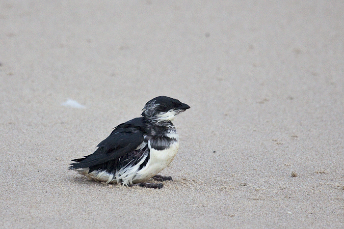 Dovekie at Hither Hills State Park