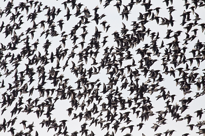 Dunlin at Jones Beach, New York