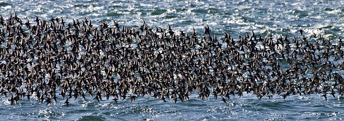 Dunlin at Jones Beach, New York