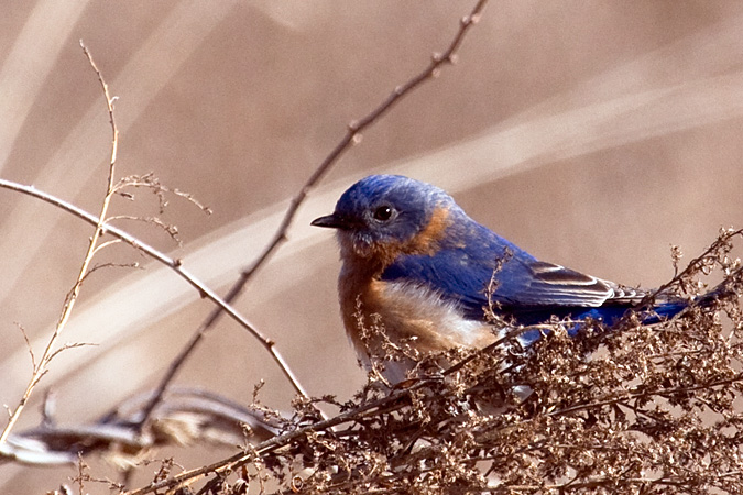 Male Eastern Bluebird, Croton Point Park, Croton on Hudson, New York