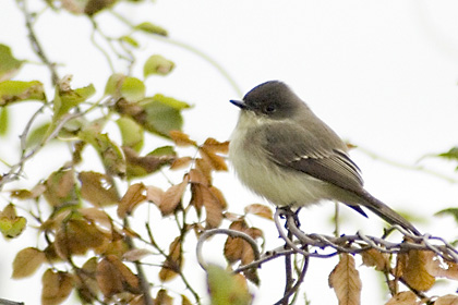 Eastern Phoebe, Jones Beach, New York