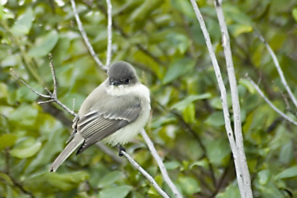 Eastern Phoebe, Jones Beach, New York