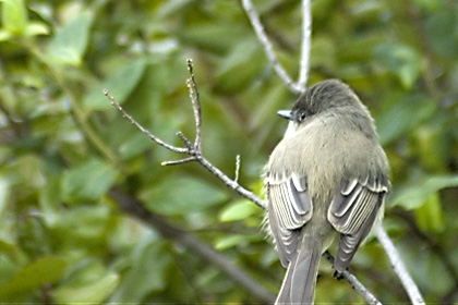 Eastern Phoebe, Jones Beach, New York