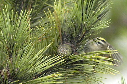 Golden-crowned Kinglet, Jones Beach, New York