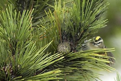 Golden-crowned Kinglet, Jones Beach, New York