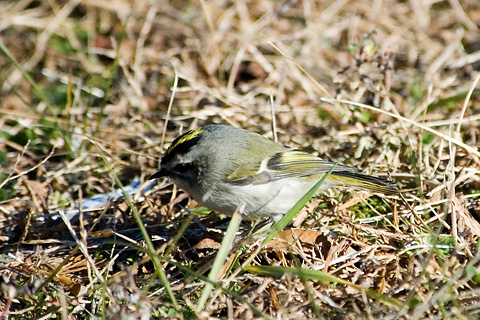 Golden-crowned Kinglet, Jamaica Bay Wildlife Refuge, Queens, NY