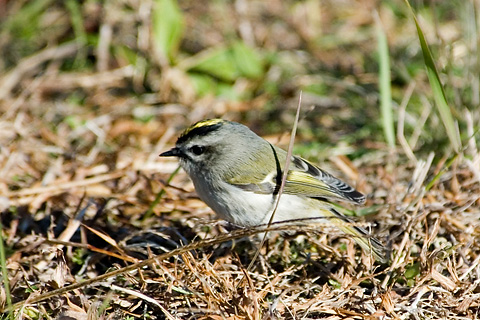 Golden-crowned Kinglet, Jamaica Bay Wildlife Refuge, Queens, NY