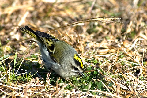 Golden-crowned Kinglet, Jamaica Bay Wildlife Refuge, Queens, NY