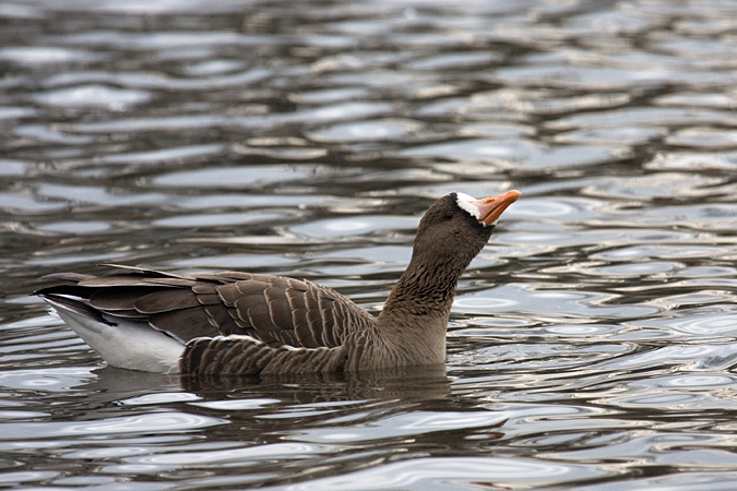 Greater White-fronted Goose, Hendrickson Park, Valley Stream, NY