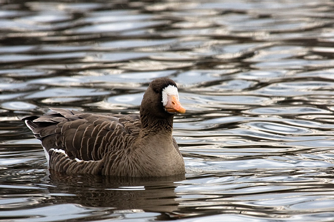 Greater White-fronted Goose, Hendrickson Park, Valley Stream, NY