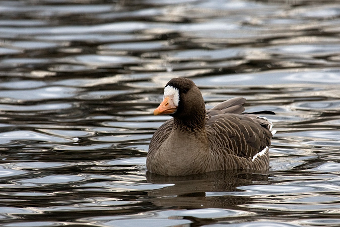 Greater White-fronted Goose, Hendrickson Park, Valley Stream, NY