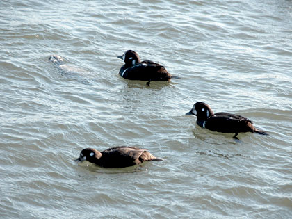 Harlequin Ducks, Point Lookout, New York