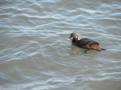 Immature Harlequin Duck, Point Lookout, New York