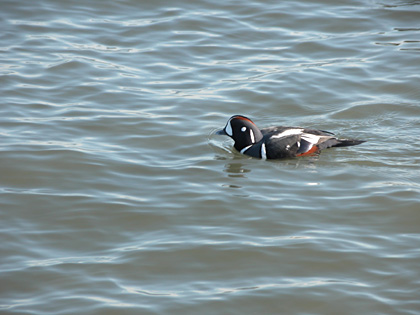 Adult Male Harlequin Duck, Point Lookout New York