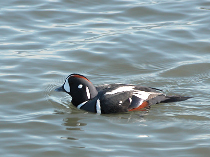 Drake Harlequin Duck, Point Lookout, New York