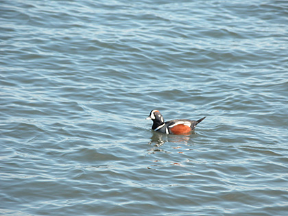 Harlequin Duck, Point Lookout, New York