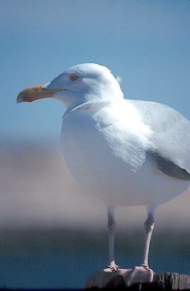 Herring Gull, Shinnecock Inlet, New York