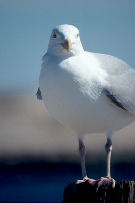 Herring Gull, Shinnecock Inlet, New York