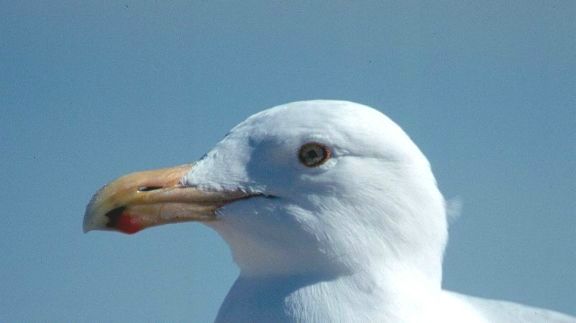 Herring Gull, Shinnecock Inlet, New York