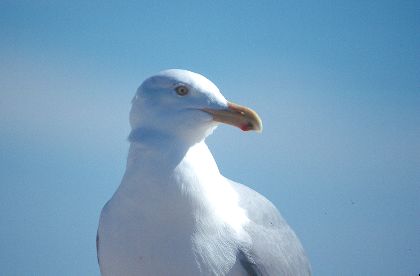 Herring Gull, Shinnecock Inlet, New York