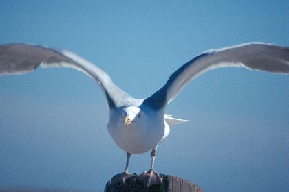 Herring Gull, Shinnecock Inlet, New York