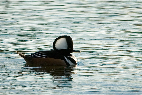 Drake Hooded Merganser, Merrick, New York