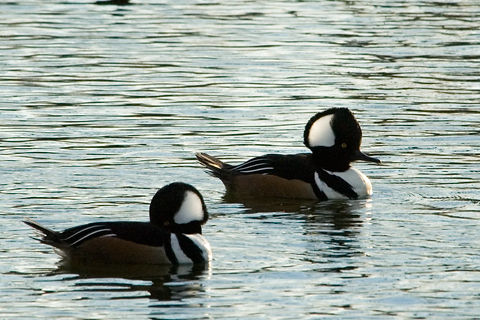 Drake Hooded Mergansers, Merrick, New York