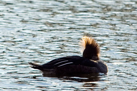 Hen Hooded Merganser, Merrick, New York