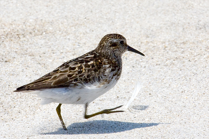 Least Sandpiper - Breezy Point, Gateway NRA, New York