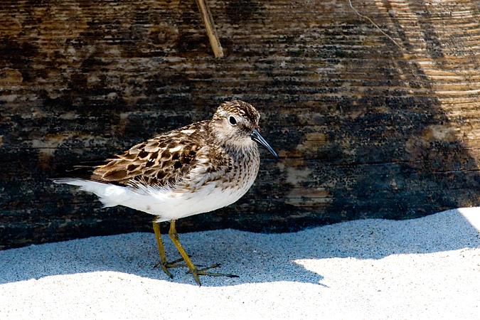 Least Sandpiper - Breezy Point, Gateway NRA, New York