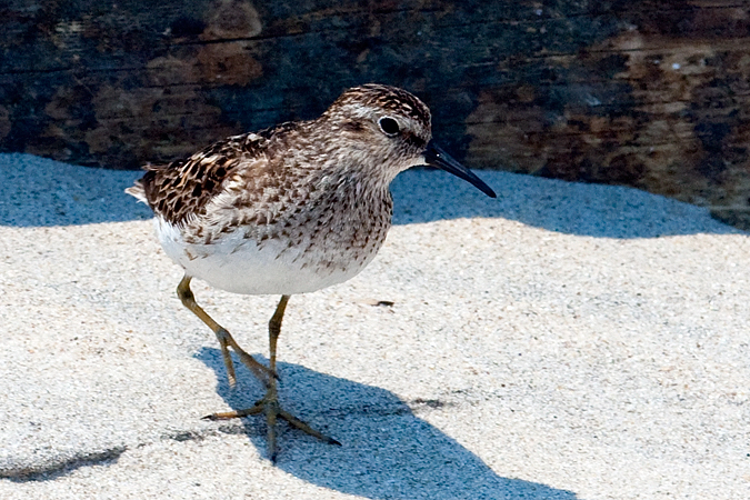 Least Sandpiper - Breezy Point, Gateway NRA, New York