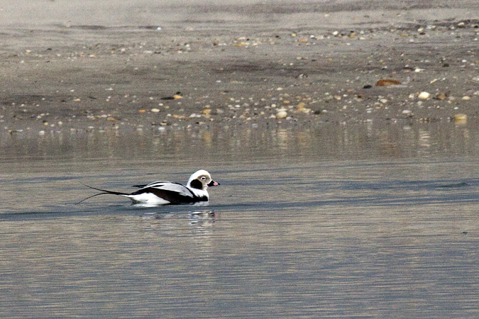 Long-tailed Duck, Sebonac Inlet, Suffolk County, New York