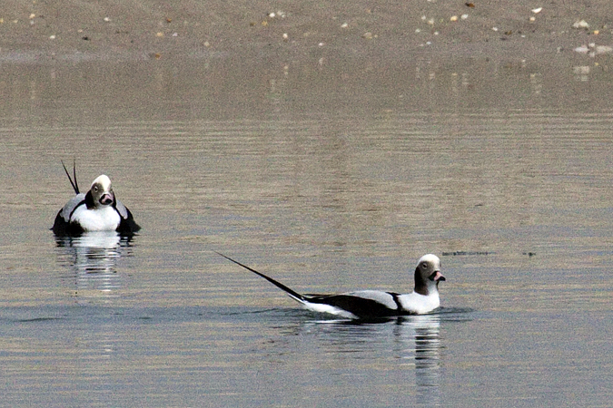 Long-tailed Duck, Sebonac Inlet, Suffolk County, New York