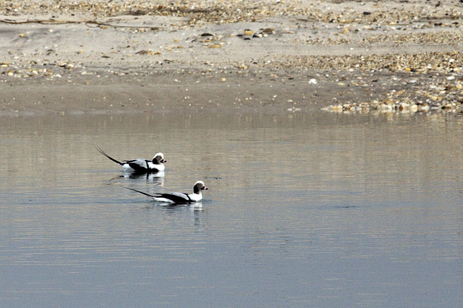 Long-tailed Duck, Sebonac Inlet, Suffolk County, New York