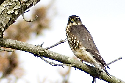 Merlin at Jones Beach State Park, NY