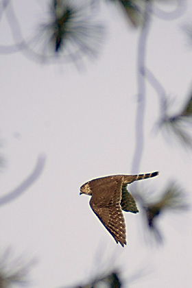 Merlin at Jones Beach State Park, NY