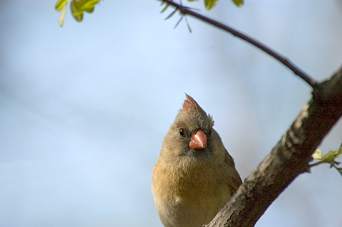 Female Northern Cardinal, Central Park, New York, NY