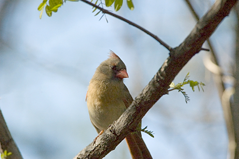 Female Northern Cardinal, Central Park, New York, NY