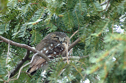 Northern Saw-whet Owl at Pelham/Split Rock Golf Course, Bronx, NY