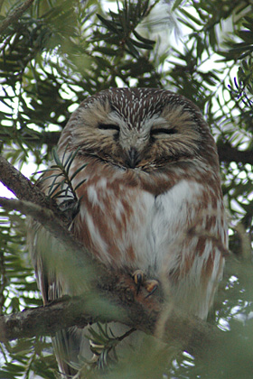 Northern Saw-whet Owl, Pelham Park, Bronx, NY