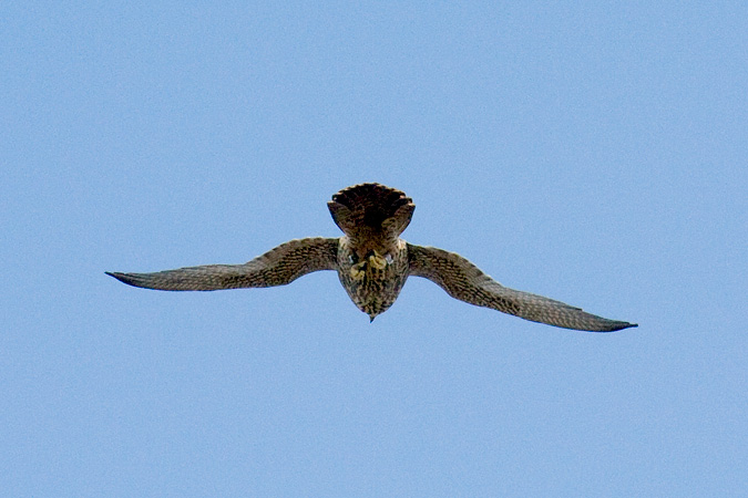 Peregrine Falcon at Hook Mountain, New York