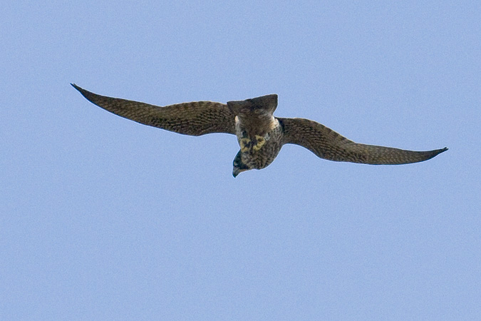 Peregrine Falcon at Hook Mountain, New York