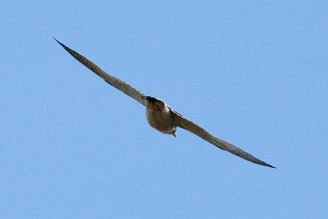 Peregrine Falcon at Hook Mountain, New York