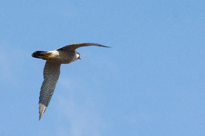 Peregrine Falcon at Hook Mountain, New York