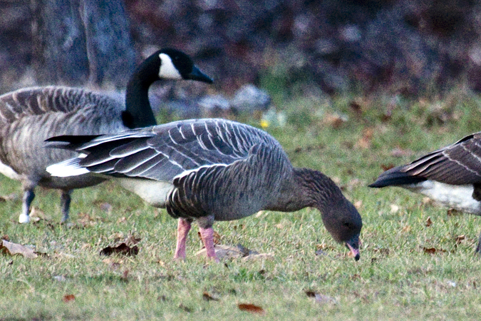 Pink-footed Goose, Sunken Meadow State Park, New York