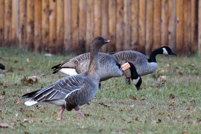 Pink-footed Goose, Sunken Meadow State Park, New York